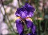 Dalmatinska perunika (Iris pseudopallida)